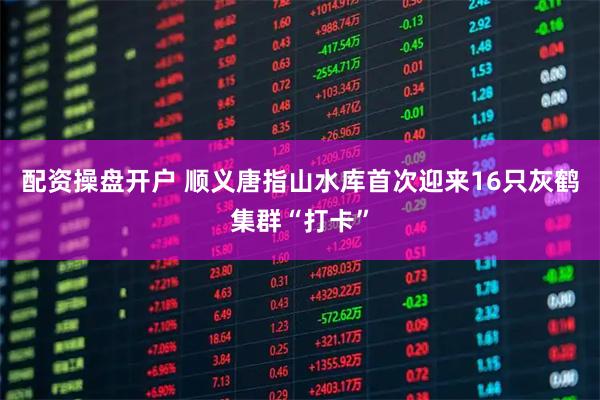 配资操盘开户 顺义唐指山水库首次迎来16只灰鹤集群“打卡”